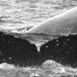 Fluke of BodhiChitta