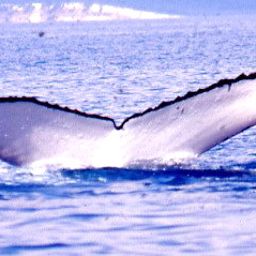 Fluke of ARIZONA