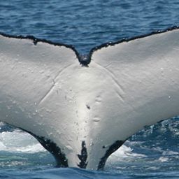 Fluke of MORGANDY