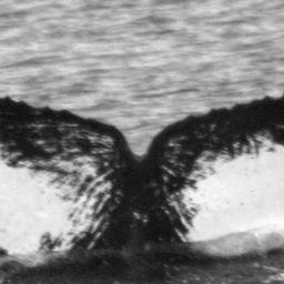 Fluke of Boreophausia