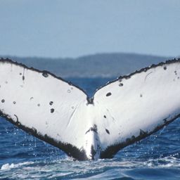 Fluke of LUNAR