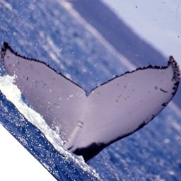 Fluke of DOMINGO