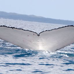 Fluke of FRECKLES