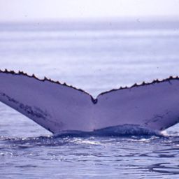 Fluke of PWF-SP_1990