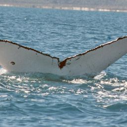 Fluke of PWF-SP_1958