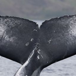 Fluke of HW-MN0442862