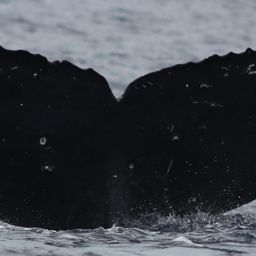 Fluke of HW-MN0442863