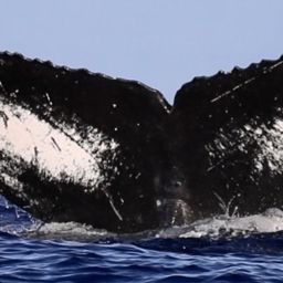 Fluke of HW-MN0442866