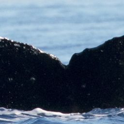 Fluke of HW-MN0442867