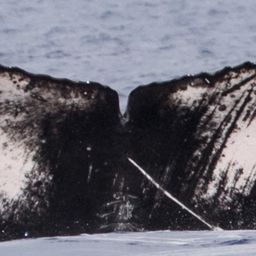 Fluke of HW-MN0442869