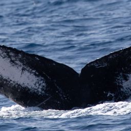 Fluke of HW-MN0442890