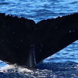 Fluke of HW-MN0442892