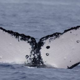 Fluke of HW-MN0442898