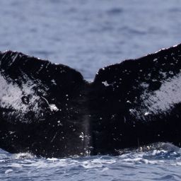 Fluke of HW-MN0442899