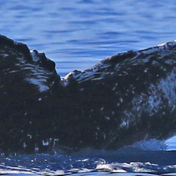 Fluke of HW-MN0442900