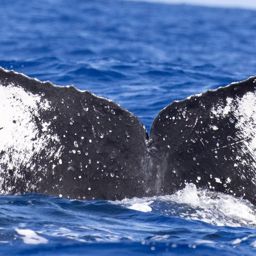 Fluke of HW-MN0442902