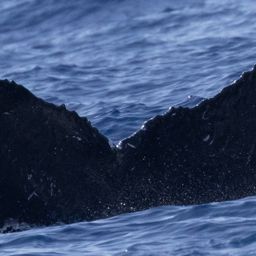 Fluke of HW-MN0442910