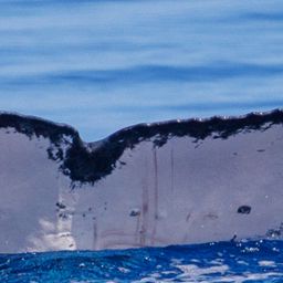 Fluke of HW-MN0442915