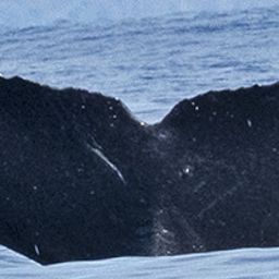 Fluke of HW-MN0442940