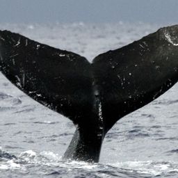 Fluke of HW-MN0442943