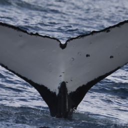 Fluke of HNC231