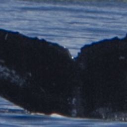 Fluke of HW-MN0442957