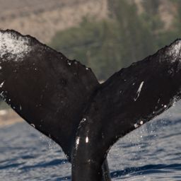 Fluke of HW-MN0442959