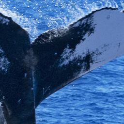 Fluke of HW-MN0442966