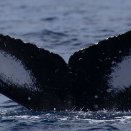 Fluke of HW-MN0442969