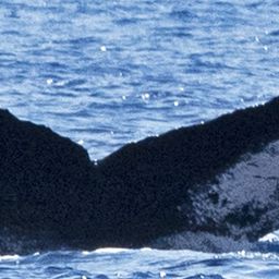 Fluke of HW-MN0442970