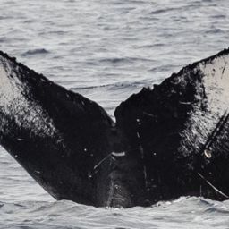 Fluke of HW-MN0442972