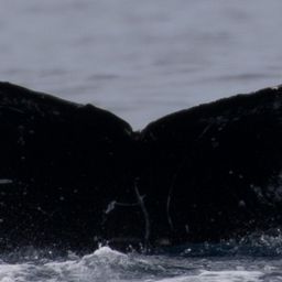 Fluke of HW-MN0442977