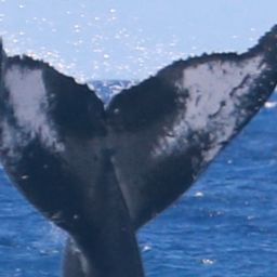 Fluke of HW-MN0442987