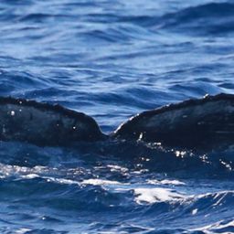 Fluke of HW-MN0442988