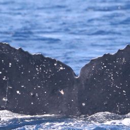 Fluke of HW-MN0442990