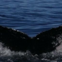 Fluke of HW-MN0443007