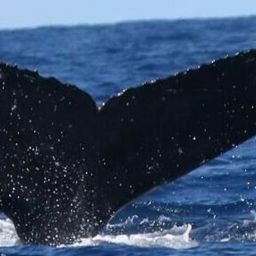 Fluke of HW-MN0443011