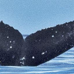 Fluke of HW-MN0443017