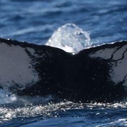 Fluke of HW-MN0443018