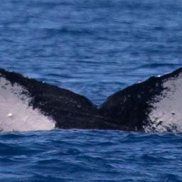 Fluke of HW-MN0443026