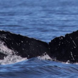 Fluke of HW-MN0443027