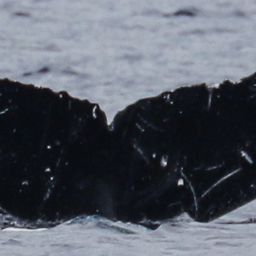 Fluke of HW-MN0443032