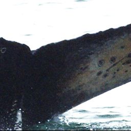 Fluke of HW-MN0420043