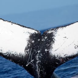 Fluke of HW-MN0443043