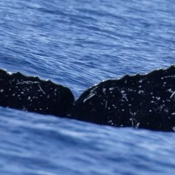 Fluke of HW-MN0443047