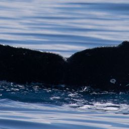 Fluke of HW-MN0443050