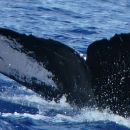 Fluke of HW-MN0443056