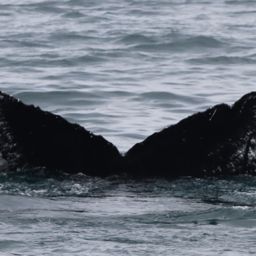 Fluke of Notch