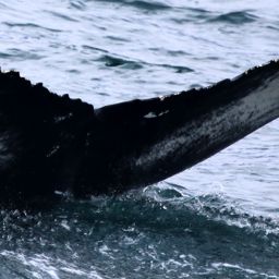 Fluke of Sciacca