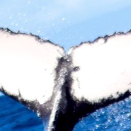 Fluke of HW-MN0443070